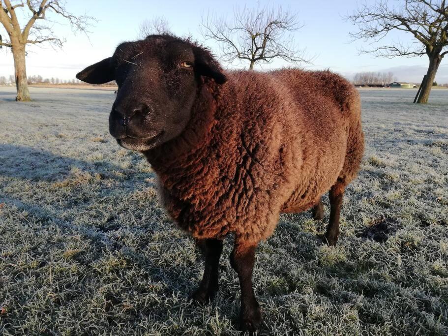 'T Pekelhuis - Vakantiehuisje Op Boerderij Huize Blokland Hem Esterno foto